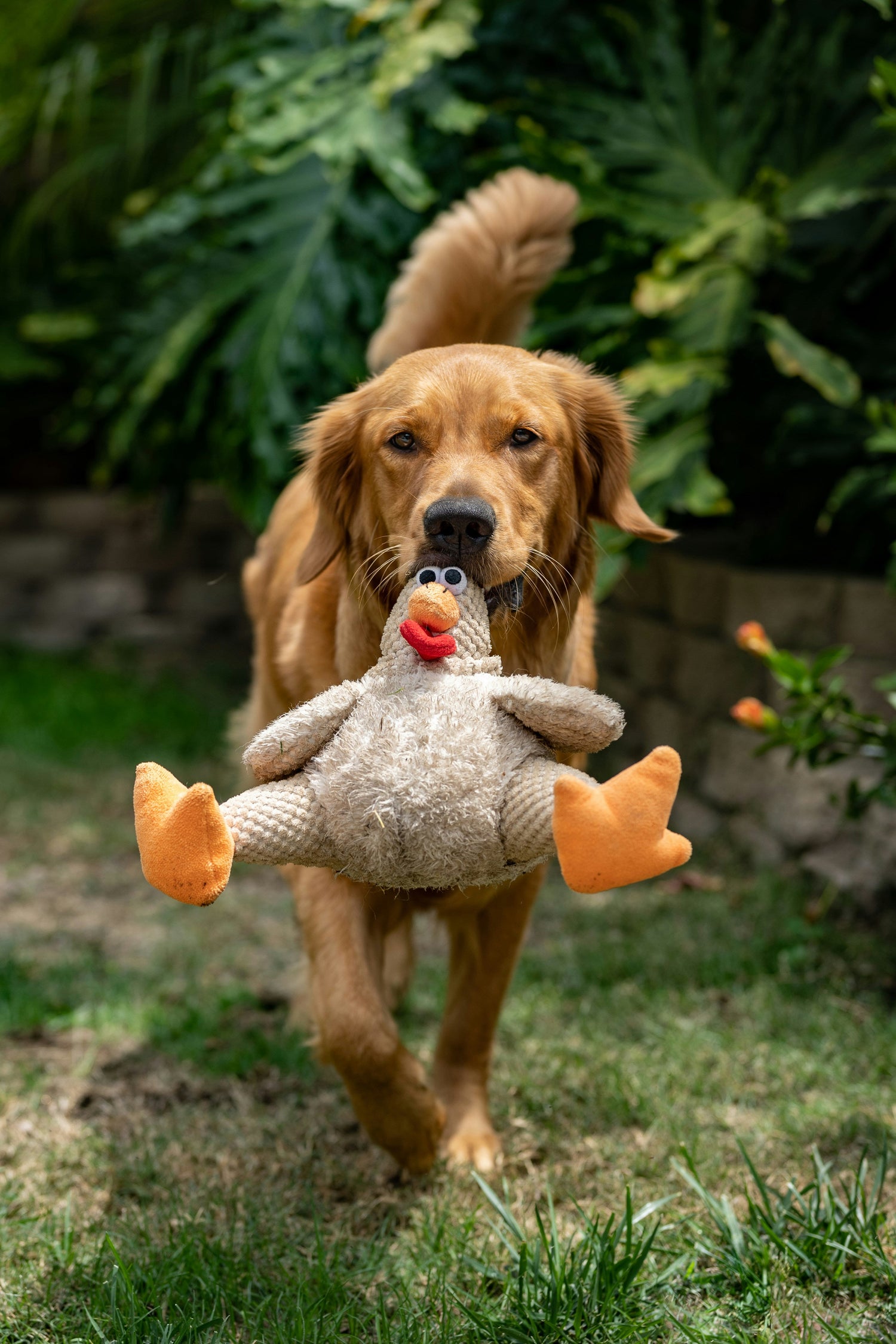 For The Companion